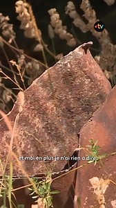 10K views · 94 reactions |  80 ans de la Libération de Paris : l'histoire incroyable de Maxime Allouch, enfant juif caché en 1943 dans un chalet à Auzet, pour échapper à une rafle. Il revient aujourd'hui sur les lieux avec émotion. | Télématin | Facebook