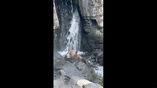 Bear relaxes under waterfall in New York, USA