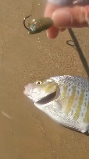 The New Battlestar Soft Candy Perch Bait Design Sharpen Your Surfperch Spidey Senses Youtube.com/@VINCEGOESFISHING In this video, I go fishing with my buddy Roger Scott from Fresno and teach him how to find the best structure for Barred Surfperch fishing on California's west-facing Sandy Beaches. Roger drives 3.5 hours each way to fish the world's greatest surfperch fishery in San Luis Obispo, so I must try and help him learn how to find schools of those big slab-sized Barred Surfperch in a hurr