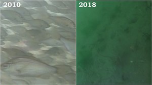 Underwater video shows changing sea life in Puget Sound