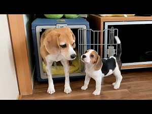 子犬のハウスで寛ぐ先住犬【ビーグル多頭飼い】Beagle Puppy