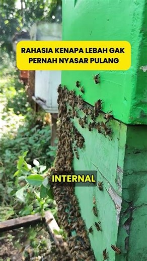 RAHASIA KENAPA LEBAH GAK PERNAH NYASAR PULANG!