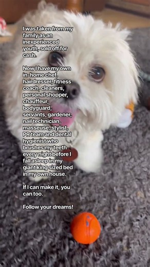 Baxter’s life story #underdog