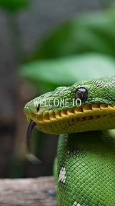 4.9K views · 3.9K reactions | Step into Tropical Realm, home to chameleons, free-flying birds, vibrant frogs and more...  #chesterzoo | Chester Zoo | Facebook