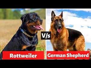 German Shepherd vs Rottweiler | Which is The Best For You in 2021?