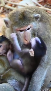 18K views · 394 reactions | OMG Calm Dawn ! Other baby Confuses Muma as her own but why she's angry small tiny baby like that | Kosal Team | Facebook