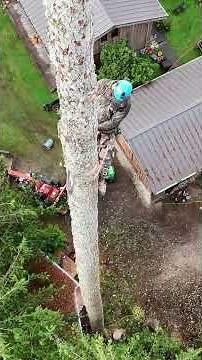 Most Satisfying Tree Removal Yet #treeworker