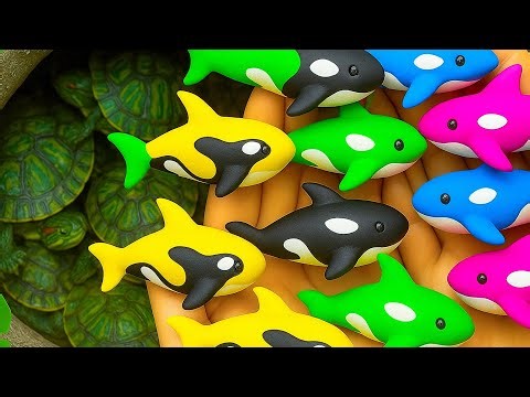 Catch Colorful Aquarium Fish In Small Ponds, Platy Fish, Baby Turtles, Ornamental Catfish, Goldfish