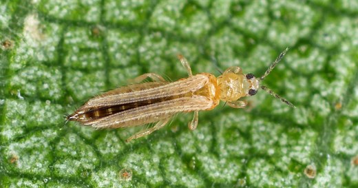 Comment se débarrasser des thrips, insectes parasites ?