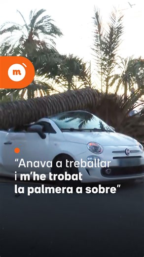 La Sandra es dirigia “tranquil·lament” a la feina en cotxe quan una forta ratxa de vent ha fet tombar una palmera, que li ha caigut a sobre. “He sentit un soroll, el cop i ja està”, explica. Estava circulant per l'N-2 a l’altura de Mataró quan el pes de la palmera li ha frenat el cotxe bruscament. La Sandra era l’única ocupant i no està ferida. En diferents punts de Catalunya han caigut centenars d’arbres. De fet, hi ha almenys cinc persones ferides, una de les quals de gravetat. S'han cancel·la
