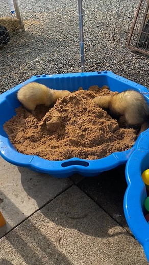 Perfection ❤️🥰❤️ | Arran Animal Rescue Centre