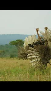 7.8M views · 169K reactions | Story of Ostrich @followers #reelsfypシ #hunting #ostrich | Hunting Lovers | Facebook