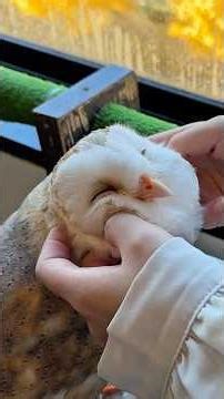 5 Must-Visit Pet Cafés in Japan 🐾 | Flirt With Animals Like a Pro! #japantravel