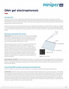 DNA Gel Electrophoresis