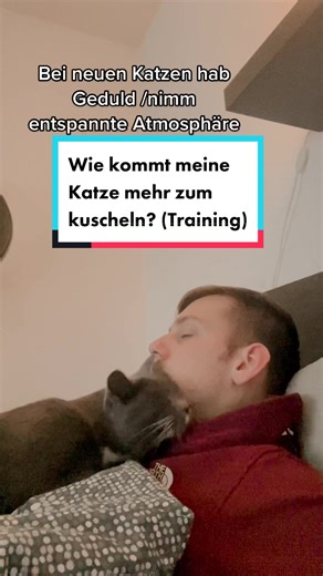 Katzentraining: Kuschelkatze oder Einzelgänger?