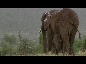 Mother Elephant's Life Held in the Balance | This Wild Life | BBC Earth