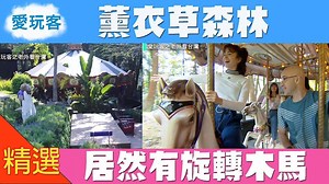 5.4K views · 59 reactions | 也太浪漫了吧～～～進去感覺心情會ＵＰＵＰ 【台中】薰衣草森林 居然有旋轉木馬...