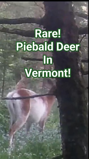 Rare Piebald Deer in Vermont! #wildlife #deer #trailcam