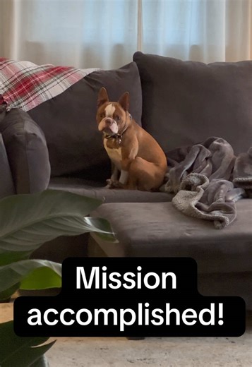 Perfect Napping Spot: Boston Terrier's Couch Fluffing