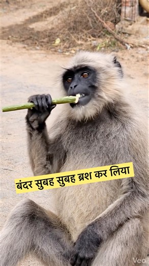 बन्दर मुंह धोने लगा 😂#funny #comedy #monkey #animals