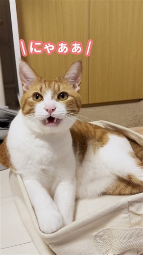 かまってちゃんな猫と久しぶりの電車ごっこ🐱🚃#猫と遊ぶ #猫のいる暮らし