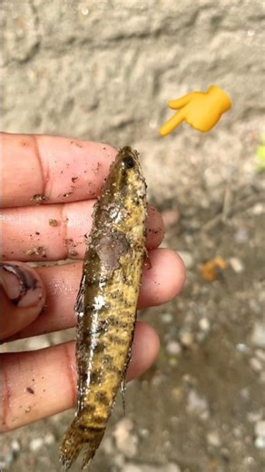 Cute Fish Love Moment 🐟✨ | Nature Short #trending #fish