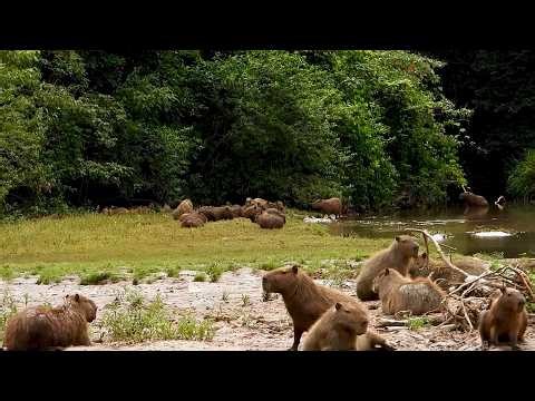 Capybara Stronghold: Families Living Peacefully (Hydrochoerus hydrochaeris) Capivaras
