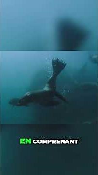 Les requins : Des créatures sociales méconnues de l'océan