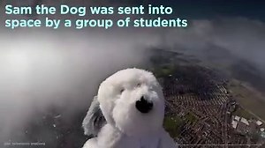 School children launched Sam the cuddly toy dog into space this week, and a camera captured his entire 15.5 mile journey above the Earth. Check it out --> http://abc13.com/1283427/ | ABC13 Houston