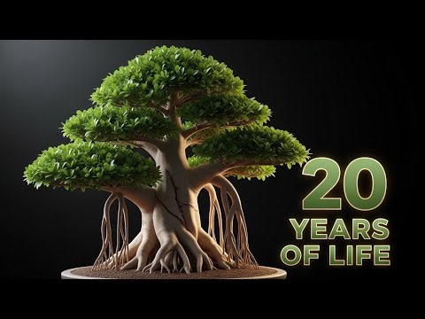Ficus Bonsai Journey | 20 Years of Life in Minutes 🌿