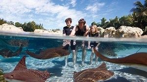 Discovery Cove Tips You’ll Need For a Perfect Day in Paradise