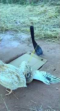 Easy Quick Pigeon Trap Using Paper And hole #shorts