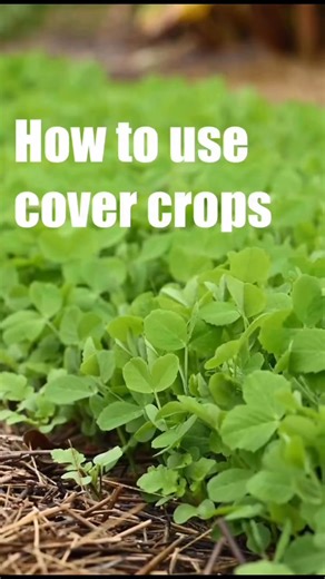 🌱🌿 If you're into gardening or looking to start, our Kitchen Gardener Dave has a #behindthescenes look at how our team uses cover crops to keep the garden spaces healthy during the off months. | Tryon Palace