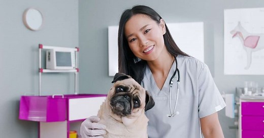 9 mudanças no comportamento do cachorro após a castração