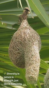 197K views · 7.2K reactions | Sky Engineer: Built to Survive & Impress  #weavers #birdnest #nestbuilding From the first fiber to the final loop, the Baya Weaver builds with engineering brilliance. ️ The hanging structure resists storms and sways with grace—a shelter and a showcase of love. ❤️ #BayaWeaver #BirdEngineer #NestBuilder #NatureEngineering #AvianArchitecture #WildlifeWonders | Go Green Forlife | Facebook
