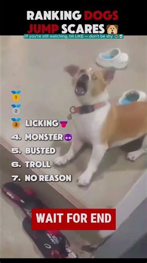 Ranking the Funniest Dog Jump Scares Ever 😂🐶🔥