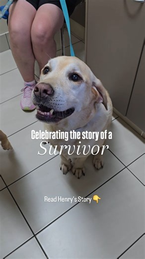 Read Henry's Story 👇 This guy has a bit of a history with us! He has required multiple surgeries to retrieve foreign bodies (mainly fabric) from his intestines because they got stuck after he ate them 🫣 apparently he didn't learn after the first time... But... On #worldcancerday we would like to share his recent victory with you all. Henry has been undergoing treatment for a Mast Cell Tumor and his recent check-up was all clear! 🏆 After a skin lump removal surgery, the sample was sent to the 