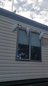 309K views · 3.4K reactions | Wall-wrecking cockatoos vs neighbors house! Thanks for sending in ya video Davo! #straya #featheryvandals #cockatoorenovation #dodgybird | Ozzy Man's Video Licensing | Facebook