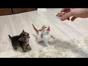 Something terrible happened when I gave a rescued one-month-old kitten baby food for the first ti...