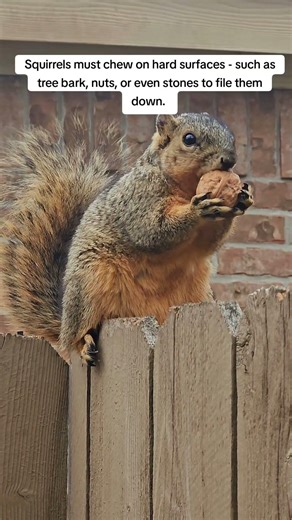 Why in-shell nuts are important for squirrels.#squirrelfacts#squirrellife#squirrelnutcafe
