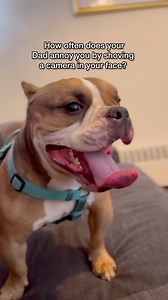 Dad is so extra with that camera 📸 #bullybreed #microinfluencer #microbully #dog #dogsofinstagram #bullylove #puppygram #puppylove #adorable #cute #sting #police #trending #puppyface | Teddy Themicrobully