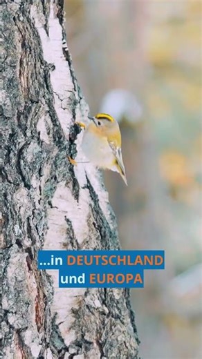💛 Der kleinste Singvogel Europas!! Das Wintergoldhähnchen