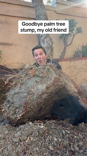 Getting rid of a palm tree stump #diy #home #garden #lifeisbutadream #tree #yard #gardening