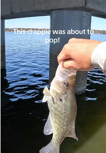 Spring Crappie Fishing in Texas