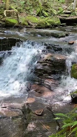 Worlds End State Park PA Overview & What We Love About It!