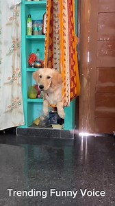 167K views · 8.4K reactions | The dog speaking about life is so sad in swing | Trending Funny Voice | Facebook