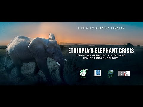 Ethiopia's Elephant Crisis | Full Documentary | A Film by Antoine Lindley