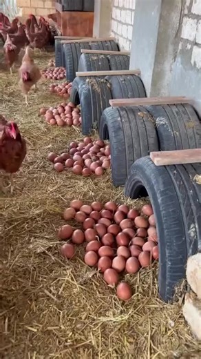 How to Make Chickens Lay Eggs Nonstop with This Trick