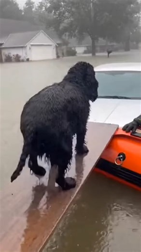 Brave Black Cocker Spaniel Survives the Flood 💛🌧️