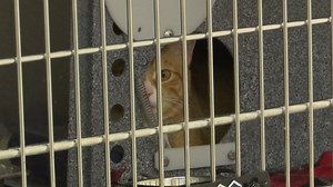 Humane Society of the Pikes Peak Region sees influx of pets into their shelter | KRDO
